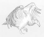 Condors Sketch