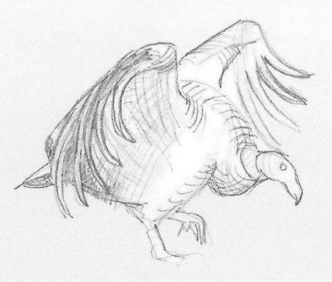 Condors Sketch